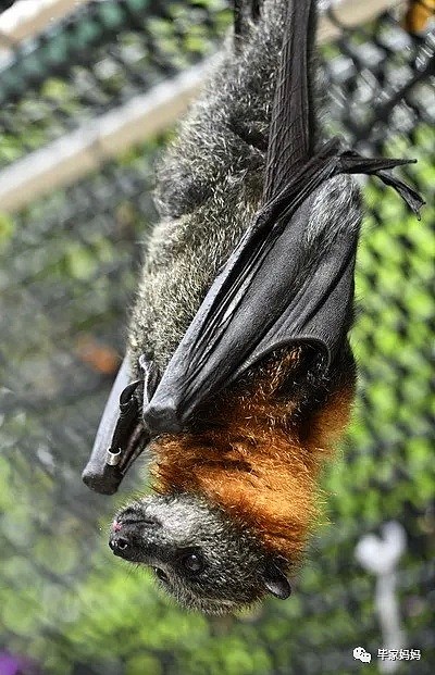澳洲超级大蝙蝠究竟有多危险？ - 9