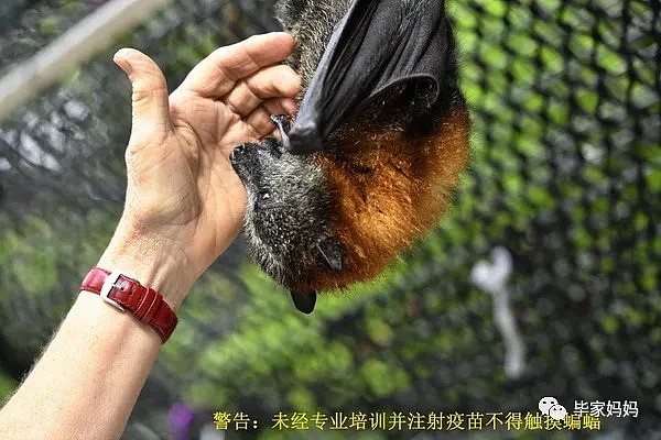 澳洲超级大蝙蝠究竟有多危险？ - 10