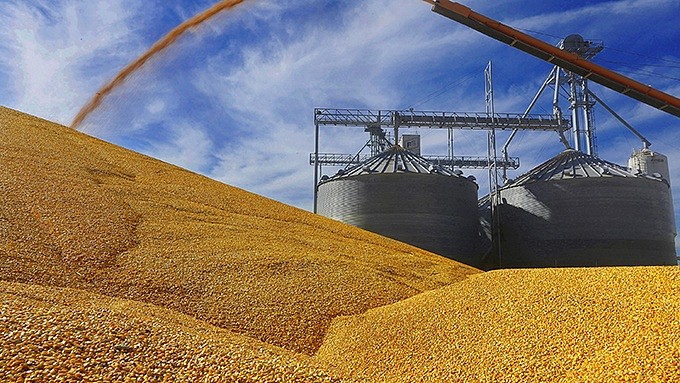 美国伊利诺伊州一家农场生产的玉米（美联社）