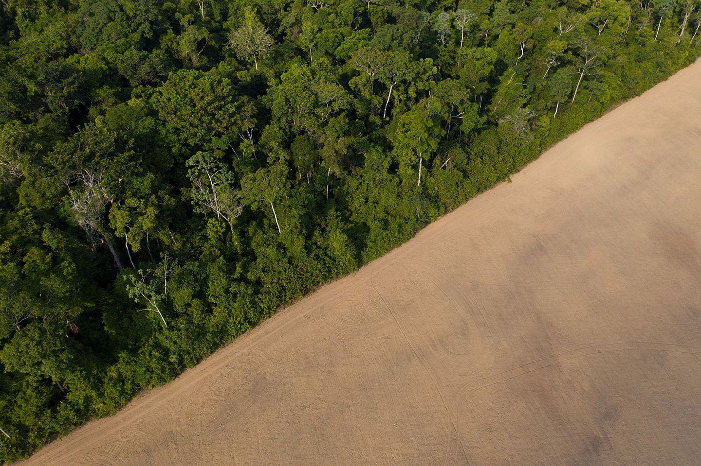 为了种植大豆等经济作物，原始的雨林被砍伐开垦为农田。图为大豆田与雨林交界地带。（美联社）