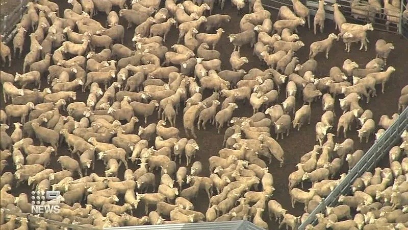 56000只羊滞留西澳没人接，农业部：“已送往屠宰场” - 2