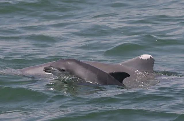 海底神秘生物被塑料荼毒，北极石油泄漏河流染成血色，人类在经历第六次生物大灭绝（组图） - 33