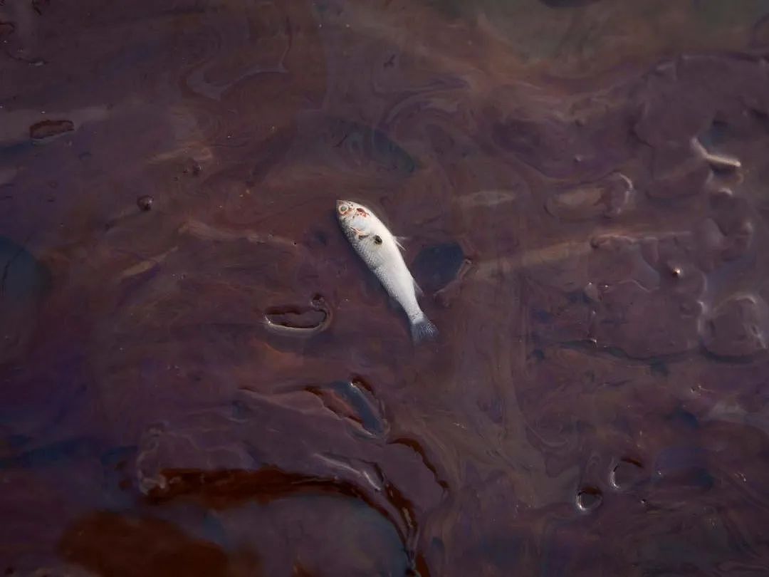 海底神秘生物被塑料荼毒，北极石油泄漏河流染成血色，人类在经历第六次生物大灭绝（组图） - 34