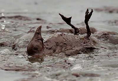 海底神秘生物被塑料荼毒，北极石油泄漏河流染成血色，人类在经历第六次生物大灭绝（组图） - 39