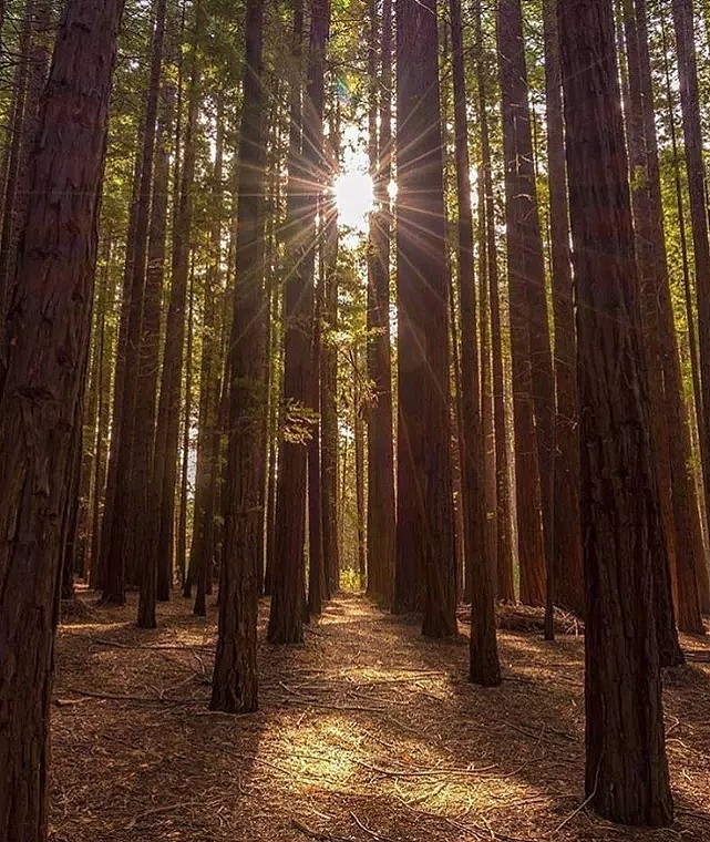 快快收藏，长周末，墨尔本这些免费的公园你一定得知道！两个著名景点已紧急关闭（组图） - 6