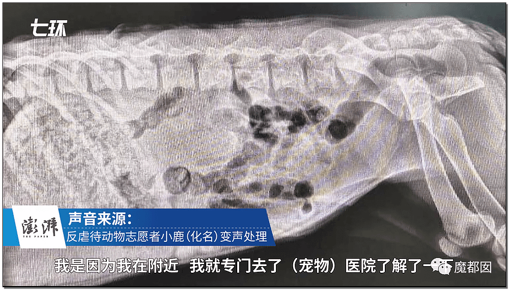 惊到浑身发冷！男子长期虐待狗的性器官，拍下性侵猫的图片...还打志愿者和宠物医生（组图） - 20