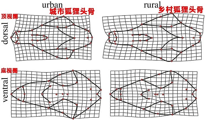 狐狸正在努力进化成狗，为了挺过第六次物种大灭绝（组图） - 13