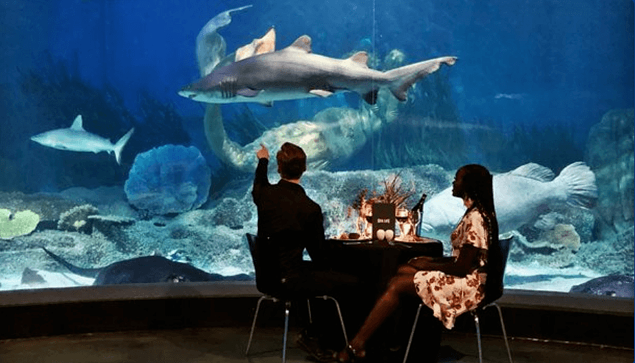 在水母鲨鱼的环绕下享用美食！墨尔本水族馆的水下餐厅开放，绝对不能错过 - 1