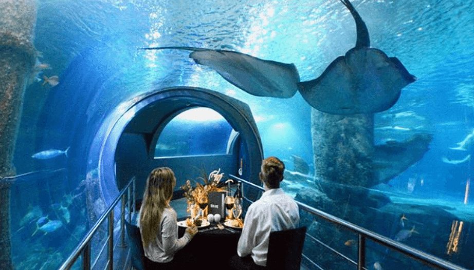 在水母鲨鱼的环绕下享用美食！墨尔本水族馆的水下餐厅开放，绝对不能错过 - 2