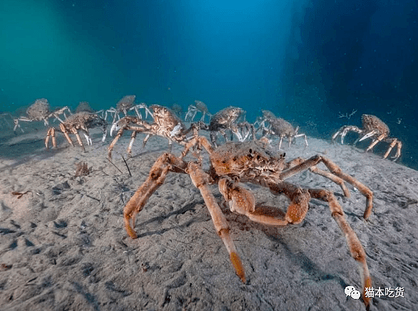 蜘蛛蟹大军“入侵”墨尔本海岸！吃货们快来拯救澳洲（组图） - 3