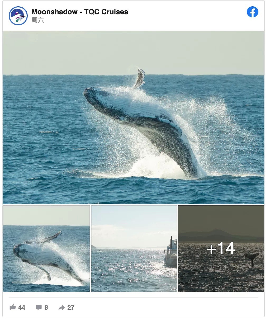 观鲸季来了！超4万头座头鲸浩浩荡荡逼近悉尼港 太壮观啦（组图） - 1