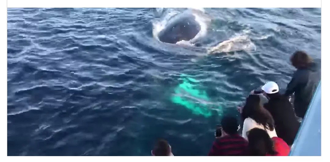 观鲸季来了！超4万头座头鲸浩浩荡荡逼近悉尼港 太壮观啦（组图） - 2