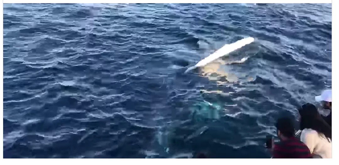 观鲸季来了！超4万头座头鲸浩浩荡荡逼近悉尼港 太壮观啦（组图） - 3