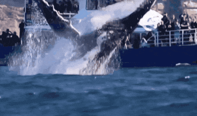 壮观！30000头巨鲸涌入悉尼 澳洲人沸腾了， 最新观鲸攻略，收藏（组图） - 3