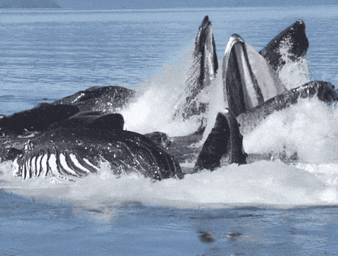 壮观！30000头巨鲸涌入悉尼 澳洲人沸腾了， 最新观鲸攻略，收藏（组图） - 4