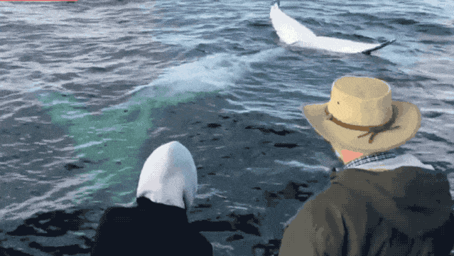 壮观！30000头巨鲸涌入悉尼 澳洲人沸腾了， 最新观鲸攻略，收藏（组图） - 1