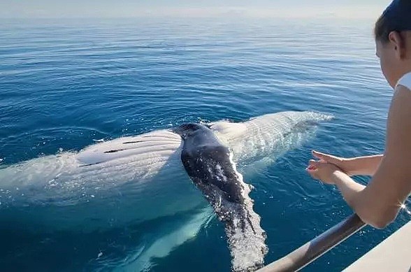 壮观！30000头巨鲸涌入悉尼 澳洲人沸腾了， 最新观鲸攻略，收藏（组图） - 2