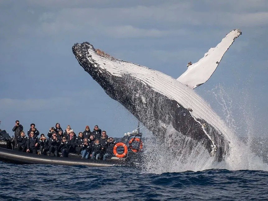壮观！30000头巨鲸涌入悉尼 澳洲人沸腾了， 最新观鲸攻略，收藏（组图） - 7