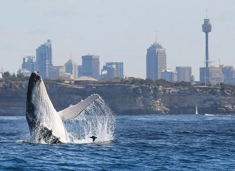 壮观！30000头巨鲸涌入悉尼 澳洲人沸腾了， 最新观鲸攻略，收藏（组图） - 8