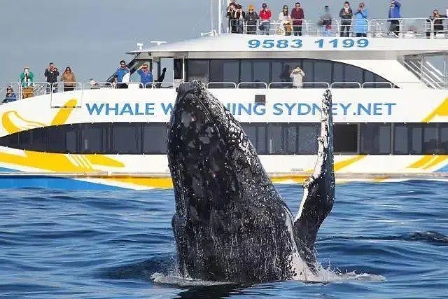 壮观！30000头巨鲸涌入悉尼 澳洲人沸腾了， 最新观鲸攻略，收藏（组图） - 9