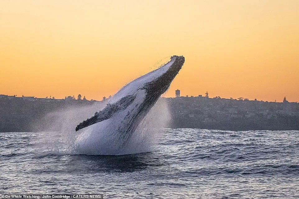 壮观！30000头巨鲸涌入悉尼 澳洲人沸腾了， 最新观鲸攻略，收藏（组图） - 10