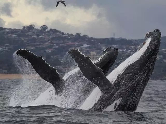 壮观！30000头巨鲸涌入悉尼 澳洲人沸腾了， 最新观鲸攻略，收藏（组图） - 11