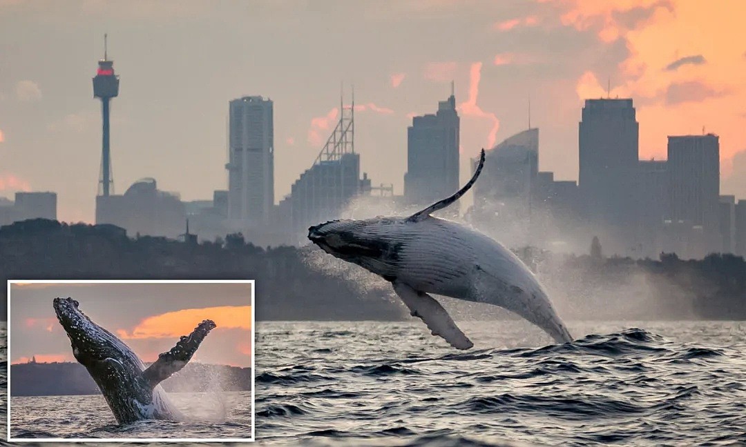 壮观！30000头巨鲸涌入悉尼 澳洲人沸腾了， 最新观鲸攻略，收藏（组图） - 13