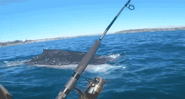 壮观！30000头巨鲸涌入悉尼 澳洲人沸腾了， 最新观鲸攻略，收藏（组图） - 14