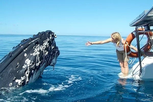 壮观！30000头巨鲸涌入悉尼 澳洲人沸腾了， 最新观鲸攻略，收藏（组图） - 15