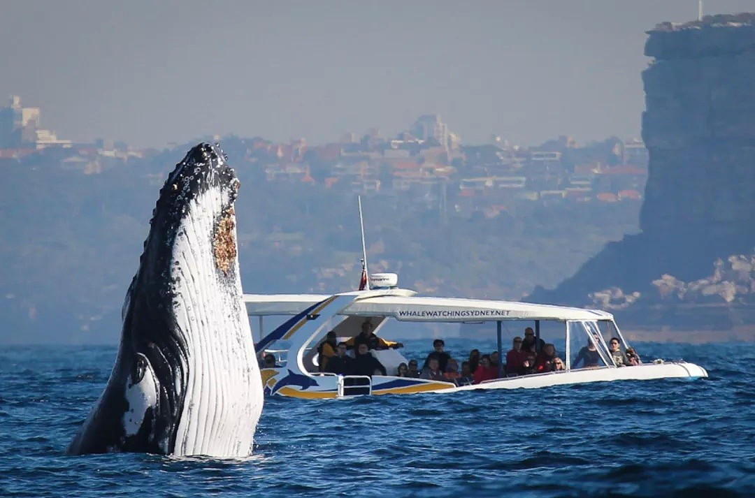 壮观！30000头巨鲸涌入悉尼 澳洲人沸腾了， 最新观鲸攻略，收藏（组图） - 16