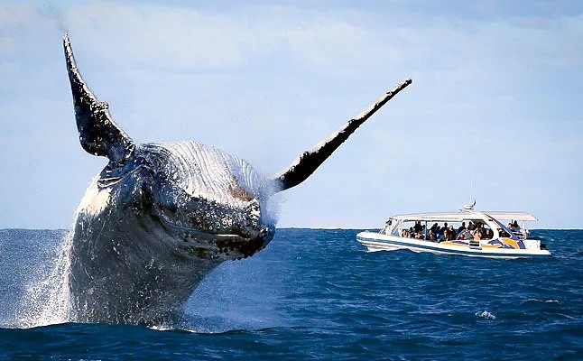 壮观！30000头巨鲸涌入悉尼 澳洲人沸腾了， 最新观鲸攻略，收藏（组图） - 19