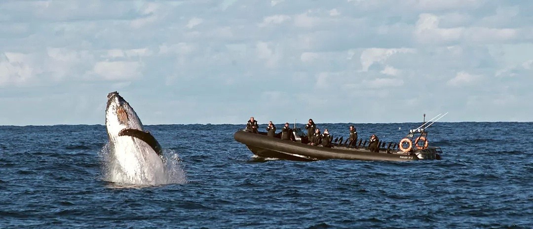 壮观！30000头巨鲸涌入悉尼 澳洲人沸腾了， 最新观鲸攻略，收藏（组图） - 20