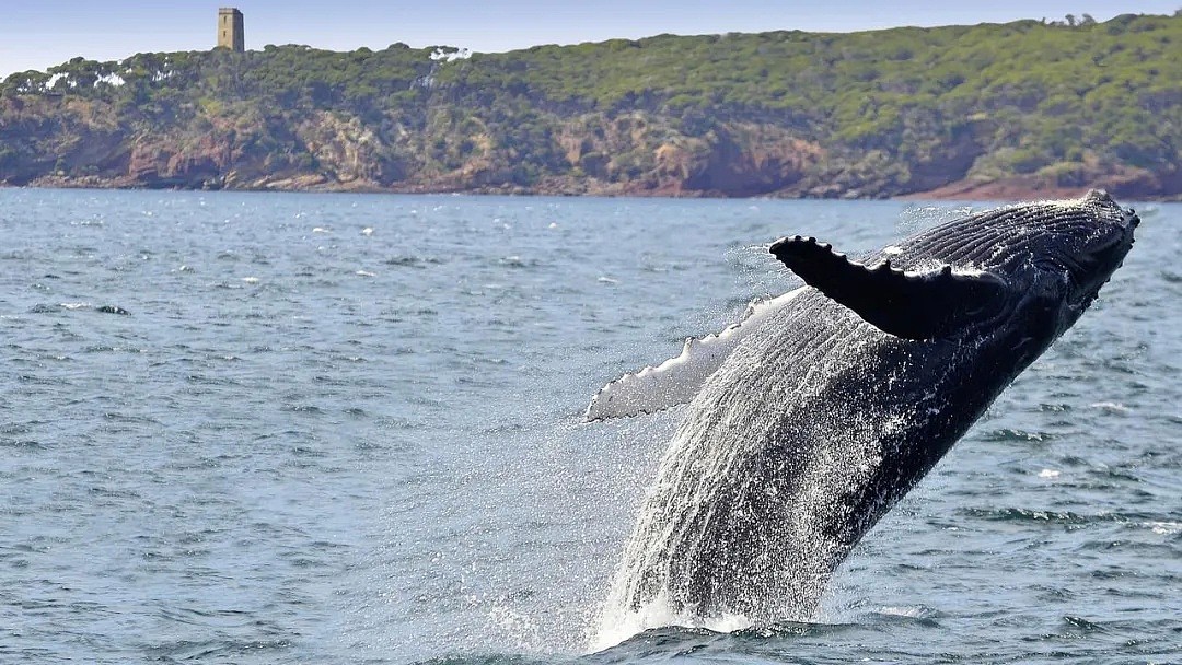 壮观！30000头巨鲸涌入悉尼 澳洲人沸腾了， 最新观鲸攻略，收藏（组图） - 25
