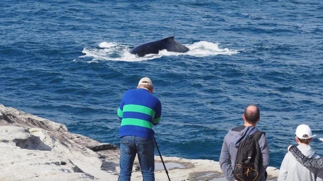 壮观！30000头巨鲸涌入悉尼 澳洲人沸腾了， 最新观鲸攻略，收藏（组图） - 28