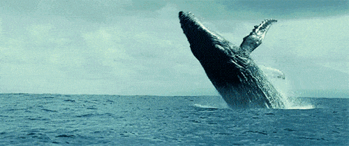 壮观！30000头巨鲸涌入悉尼 澳洲人沸腾了， 最新观鲸攻略，收藏（组图） - 30