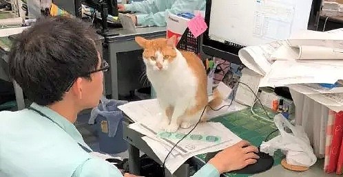 【宠物】生活不易，猫猫入狱......（组图） - 6