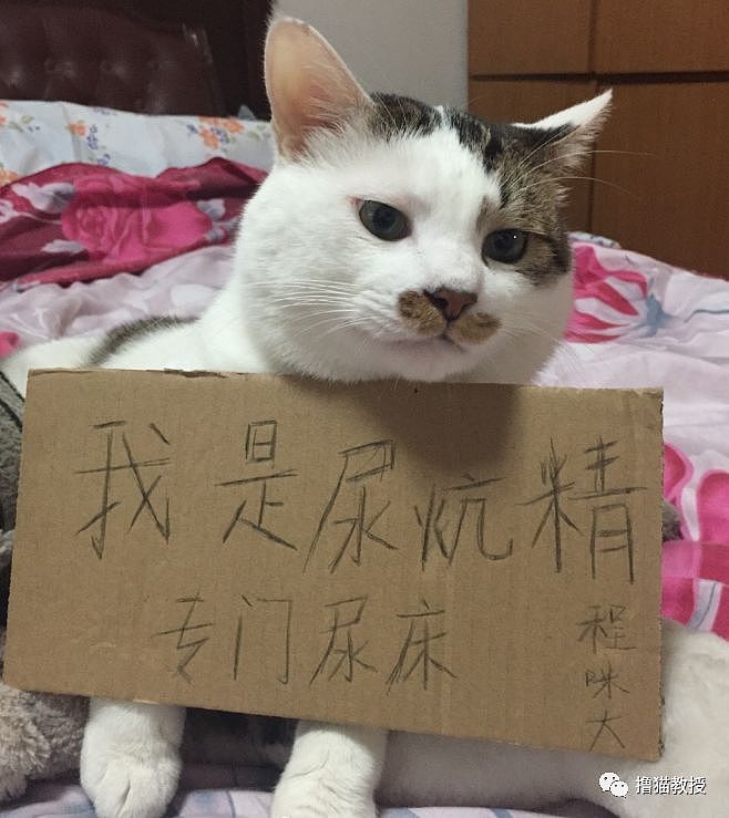 【宠物】生活不易，猫猫入狱......（组图） - 25