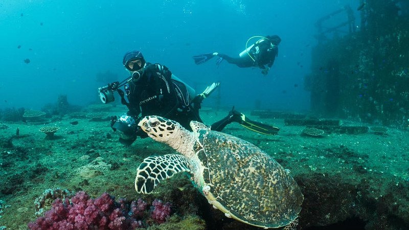 《拯救大堡礁》荣获提名为墨尔本国际电影节最佳纪录片 - 3