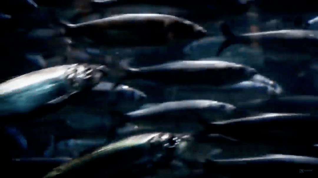 外媒曝出挪威三文鱼农场养殖真相，拥挤肮脏，患病溃烂！法国超市紧急下架三文鱼 - 11