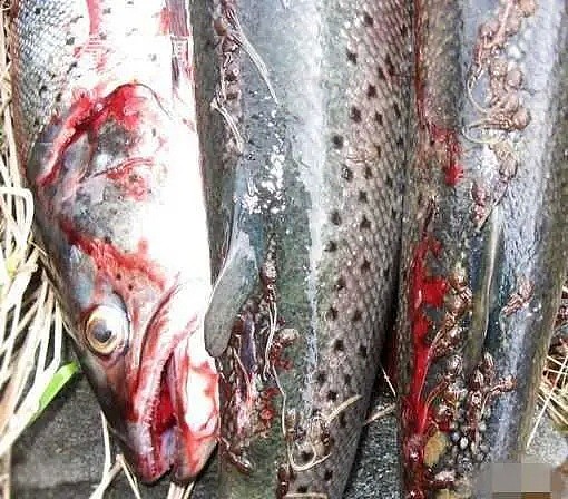 外媒曝出挪威三文鱼农场养殖真相，拥挤肮脏，患病溃烂！法国超市紧急下架三文鱼 - 23
