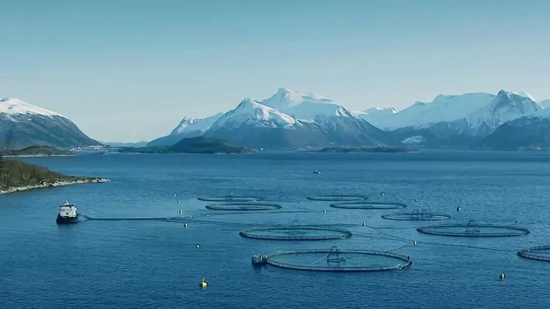 外媒曝出挪威三文鱼农场养殖真相，拥挤肮脏，患病溃烂！法国超市紧急下架三文鱼 - 31
