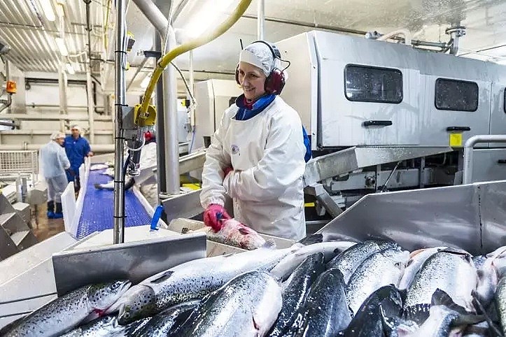 外媒曝出挪威三文鱼农场养殖真相，拥挤肮脏，患病溃烂！法国超市紧急下架三文鱼 - 50