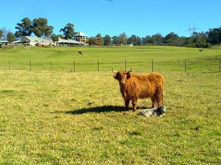 在家憋疯了吧？！悉尼周边最好玩的农场都在这了，等不及啦，这个周末就粗发... - 9