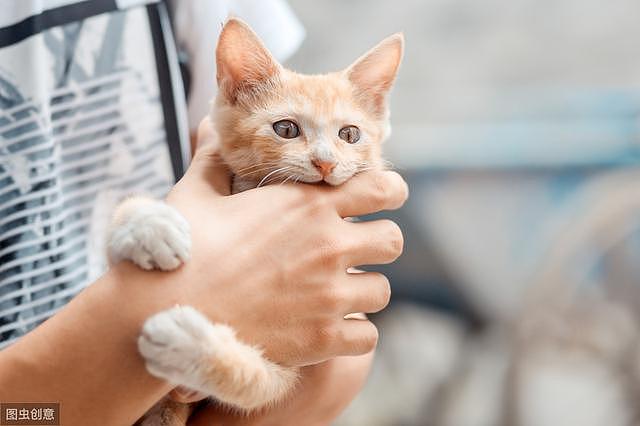 从小养到大的猫咪为何总是咬主人？小心不要让它们养成坏毛病