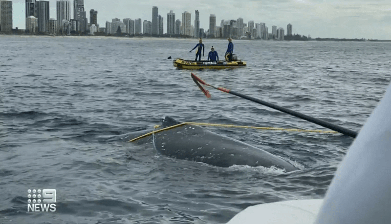 黄金海岸近日第三头座头鲸被困 专家呼吁替换防鲨网！（组图） - 5