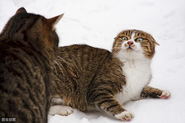 猫咪对着你喵喵叫，怎么判断它们是呼唤你还是在骂你