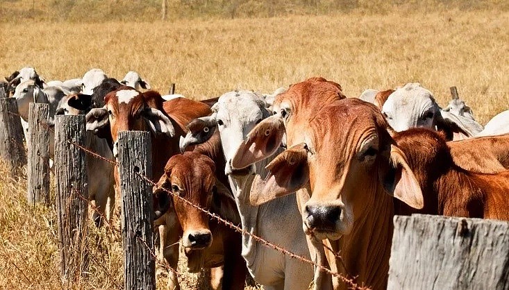 今日澳财｜中国公司或放弃澳牛，转向采购美牛；昆州、西澳封锁边境被智库认为是明智之举 - 2