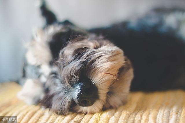 狗狗睡觉打呼噜，是因为睡的很熟？还是疾病影响了呢？