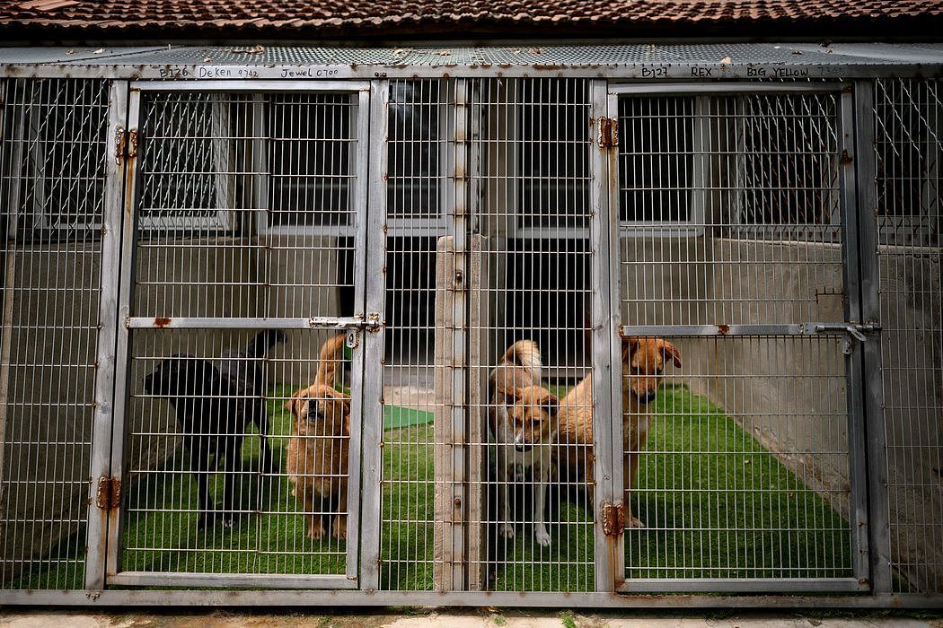 周一，获救的狗在北京郊区一个由非政府组织 No dogs Left Behind 经营的收容所里。