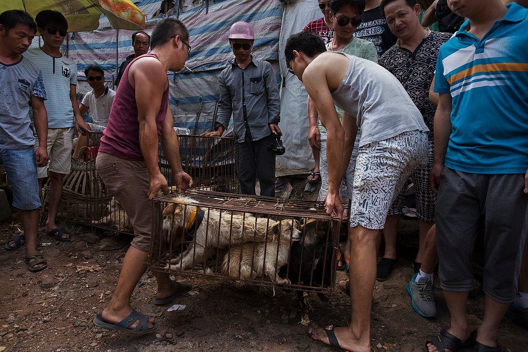 2015年，玉林大市场里的活狗。